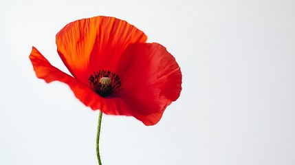 Close-up of Vibrant Red Flower Against Clean White Background