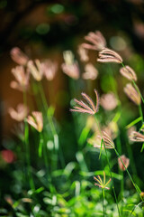 Floral landscape made in sunny valley 