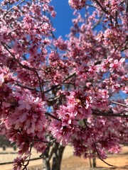pink cherry blossom