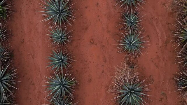 Overhead view of blue agaves for tequila in a plantation. Drone camera rises from the red soil to a general overhead view of the crop