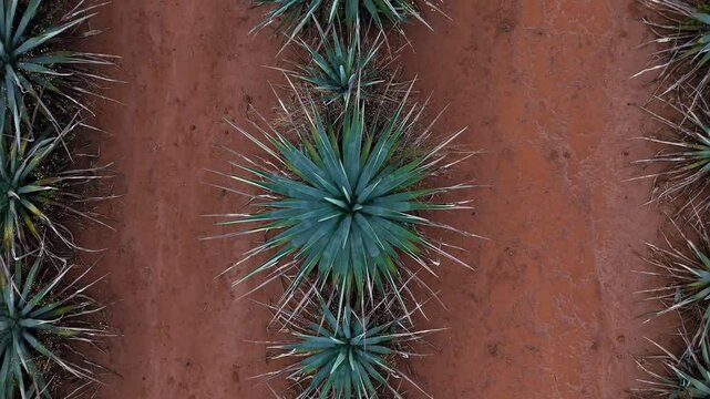Overhead aerial view of blue agaves for tequila in a plantation. Drone camera rises from a plant to a general overhead view of the crop
