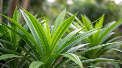 Obraz premium Fresh Green Pandan Leaves