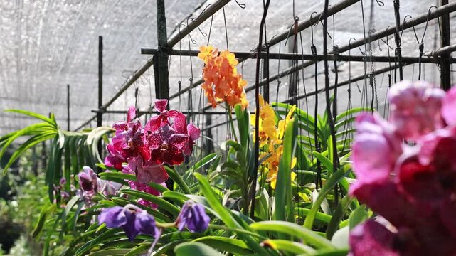 Orchid Flowers in Bangkok Floating Market Farm