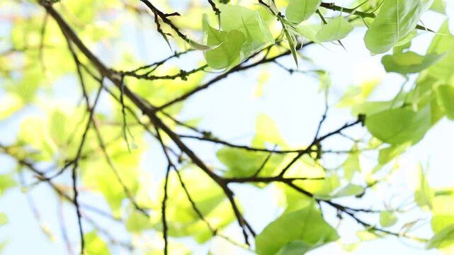 Sacred fig tree or Ficus religiosa with sprouting little light green leaves in the wind against clear sky in park. 