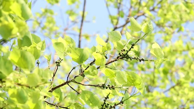 Sacred fig tree or Ficus religiosa with sprouting little light green leaves in the wind against clear sky in park. 