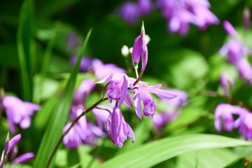 シラン　urn orchid