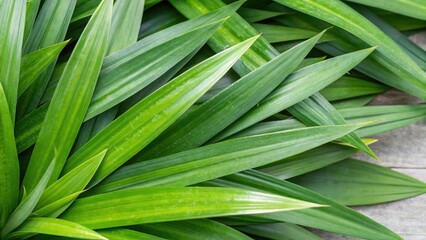 Obraz premium Green Leaves: Pandan or Screwpine Close-Up