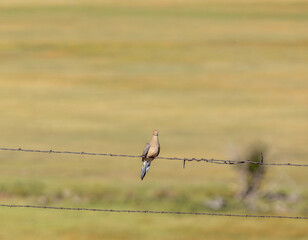 Dove on wire fence