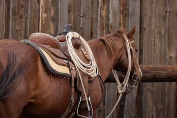 Horse tied at hitching post ranch