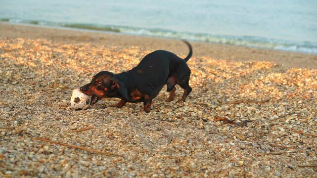 Stubborn funny puppy dachshund dog plays with a ball on the sandy sea beach, arches, tries to grab a toy with his mouth, gnaws with his teeth Walking with a pet in nature, active games, leisure time