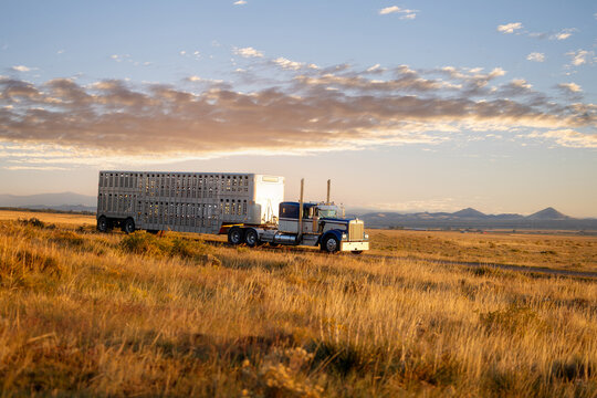 semi-truck eighteen wheeler with stock livestock cattle trailer on dirt road mountain truck rig 
