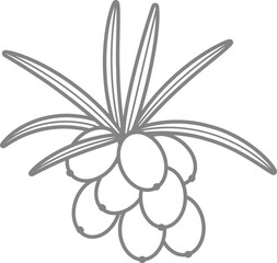 비타민나무 열매