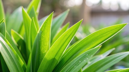 Obraz premium Pandan Leaves Close-Up with Sunlight