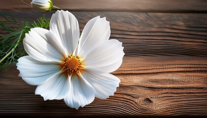 Obraz premium beautiful white cosmos flower on natural wooden background