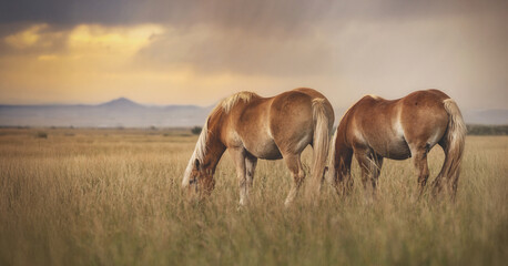 Haflinger Horses grazing with storm approaching 