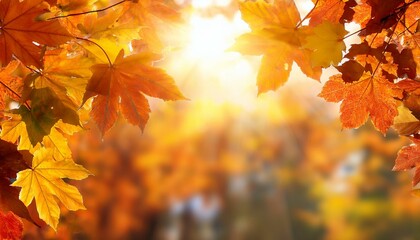 fall background autumn colorful leaves and sun flares