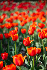 Obraz premium Red tulips in the garden. Spring flowers. Natural background.