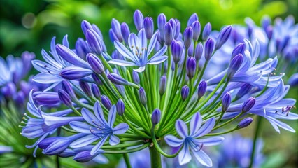 Close up of beautiful blue agapanthus flowers under a natural umbrella of green leaves ,  blue, agapanthus, flowers