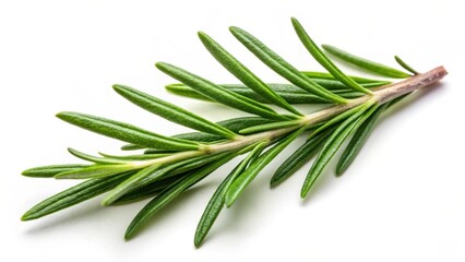 Fototapeta premium Fresh rosemary leaf isolated on white background for culinary herbs and spices concept, rosemary, leaf, herbal