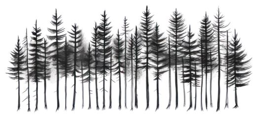 PNG Pine tree forest drawing sketch plant.
