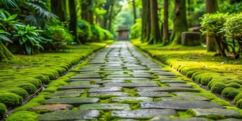 moss covered stone walkway, stone pavement, nature walk,  stone pavement