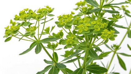 Naklejka premium Leafy Spurge Closeup: Invasive Weed Botany Photography - Euphorbia esula Macro