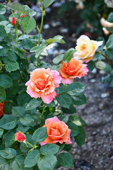 バラ「イージータイム」	Easy Does It Rose