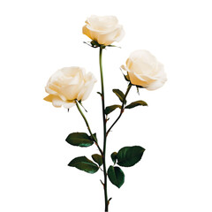 Timeless Elegance A Stunning White Rose On A wight  Background
