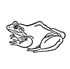 Frog, Vintage Style Vector Illustration
