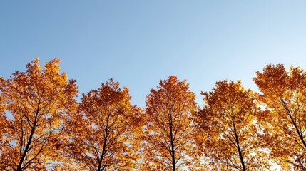 Fototapeta premium Autumn Trees Golden Leaves Fall Foliage Nature Scenery Bright Sunlight Clear Blue Sky