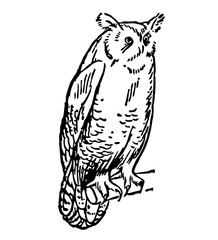 Great Horned Owl, Vintage Style Vector Illustration