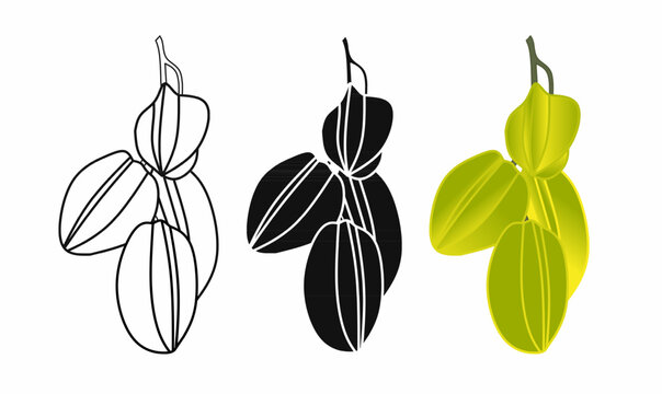 A detailed vector illustration of a starfruit or carambola branch in outline, silhouette, and colored versions. Perfect for logos, packaging, and botanical designs