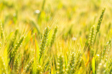 The wheat in the field is ripe