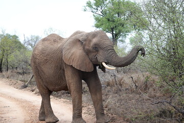 African wildlife from Krueger National Park in South Africa