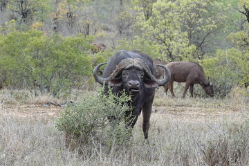 Obraz premium African wildlife from Krueger National Park in South Africa