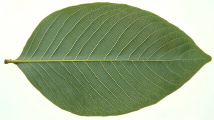 Obraz premium Detailed Green Leaf Vein Structure, Closeup Botanical Photography