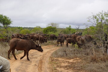 Fototapeta premium African wildlife from Krueger National Park in South Africa