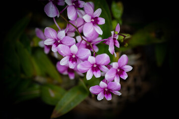Close up photo of purple orchid (known as Dendrobium Crumenatum), common orchid in Thailand on dark color tone background