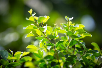 close up photo of garden Banyan tree leaves background, under warm sunlight on dark color tone