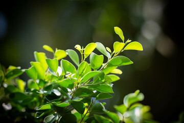 close up photo of garden Banyan tree leaves background, under warm sunlight on dark color tone