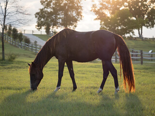 Chestnut horse grazing in a fenced pasture at sunset