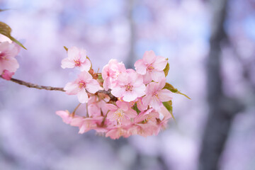 河津桜　神奈川県松田町　西平畑公園