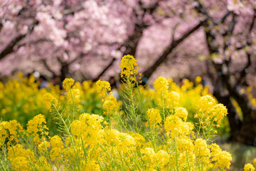河津桜　神奈川県松田町　西平畑公園