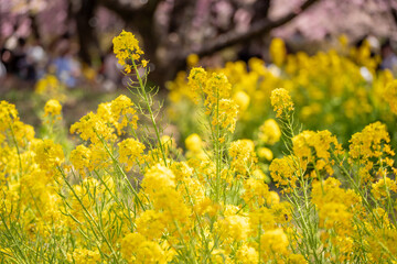 河津桜　神奈川県松田町　西平畑公園