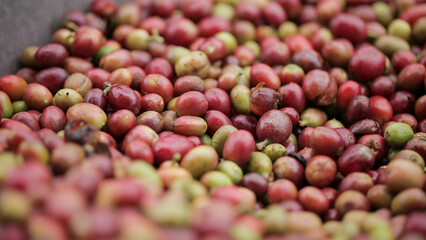 Freshly Harvested Coffee Cherries