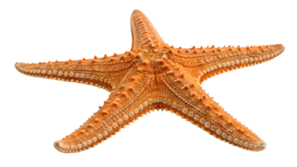starfish isolated on white background
