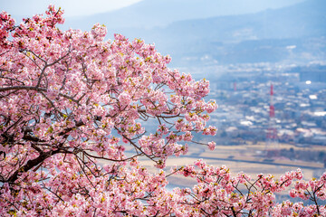 河津桜　神奈川県松田町　西平畑公園