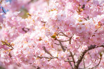 河津桜　神奈川県松田町　西平畑公園