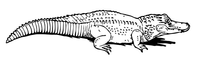 Crocodile, Vintage Style Vector Illustration