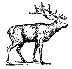 Elk, Vintage Style Vector Illustration